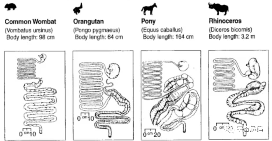 峨眉山“人猴大战”频发，猴王被击毙，猴子为何时常攻击游客？