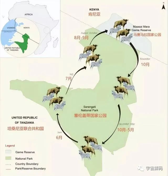 进击的角马：作为非洲草原上的“粮库”，社交与繁殖方式都很奇特