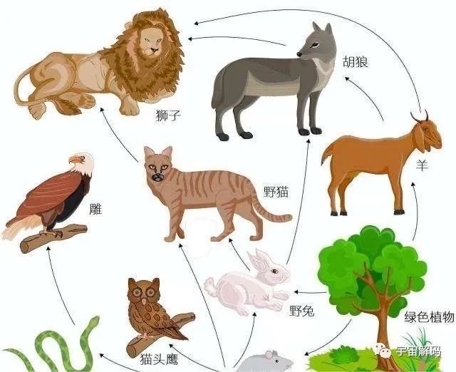 进击的角马：作为非洲草原上的“粮库”，社交与繁殖方式都很奇特