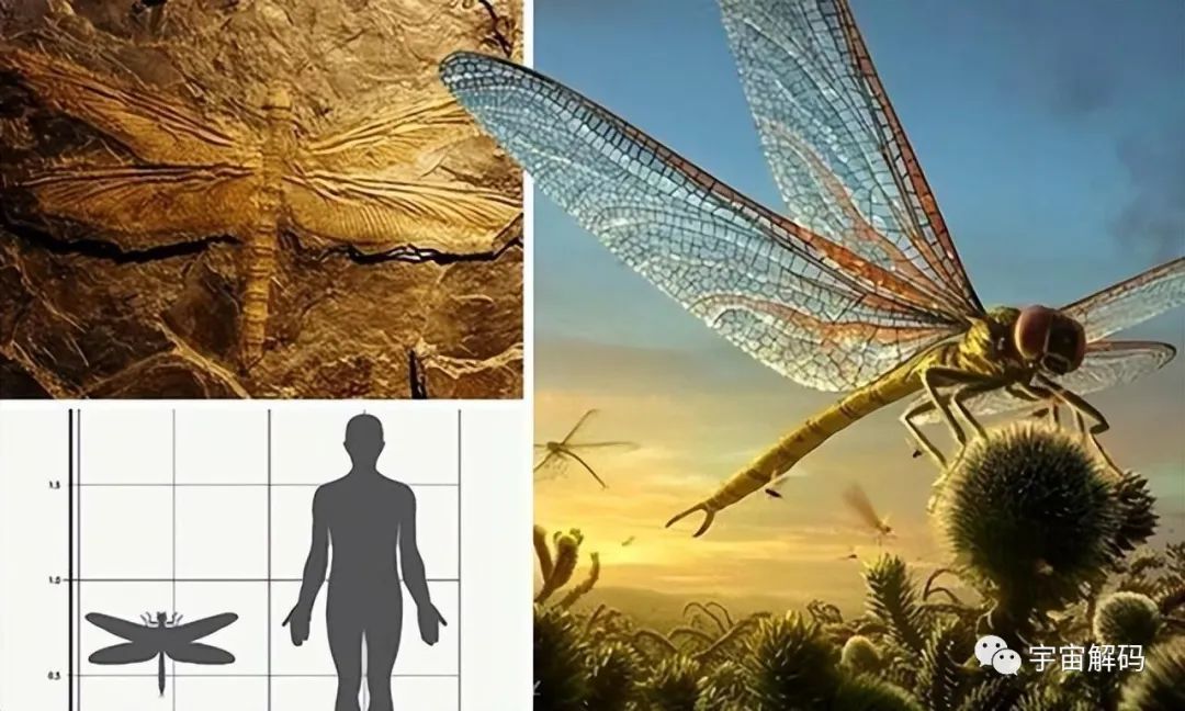 为何总是有人说「蜻蜓」不是地球上的生物