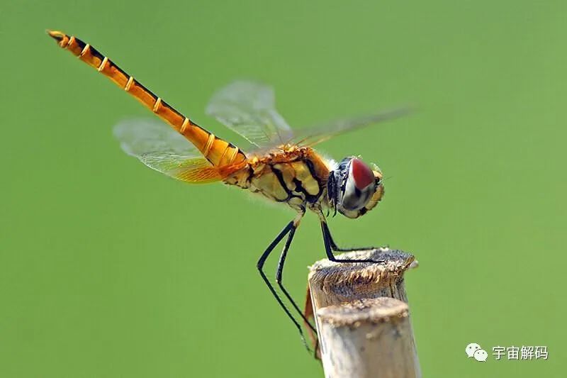 为何总是有人说「蜻蜓」不是地球上的生物