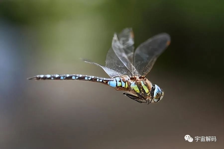 为何总是有人说「蜻蜓」不是地球上的生物