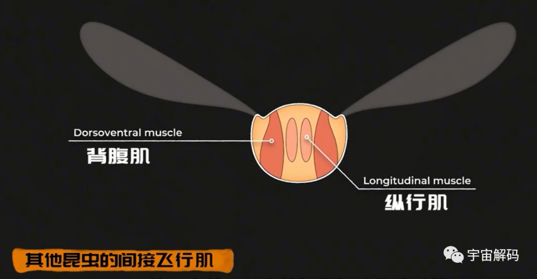 为何总是有人说「蜻蜓」不是地球上的生物
