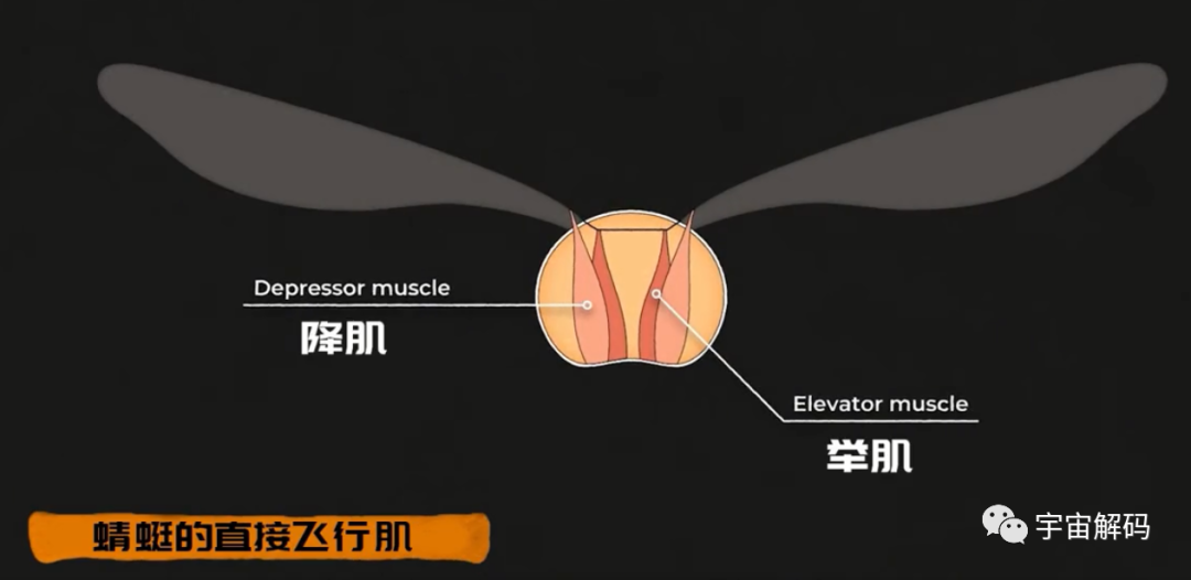 为何总是有人说「蜻蜓」不是地球上的生物