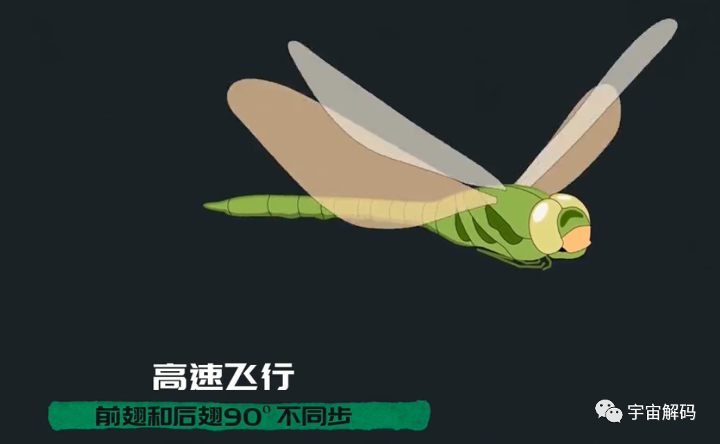 为何总是有人说「蜻蜓」不是地球上的生物