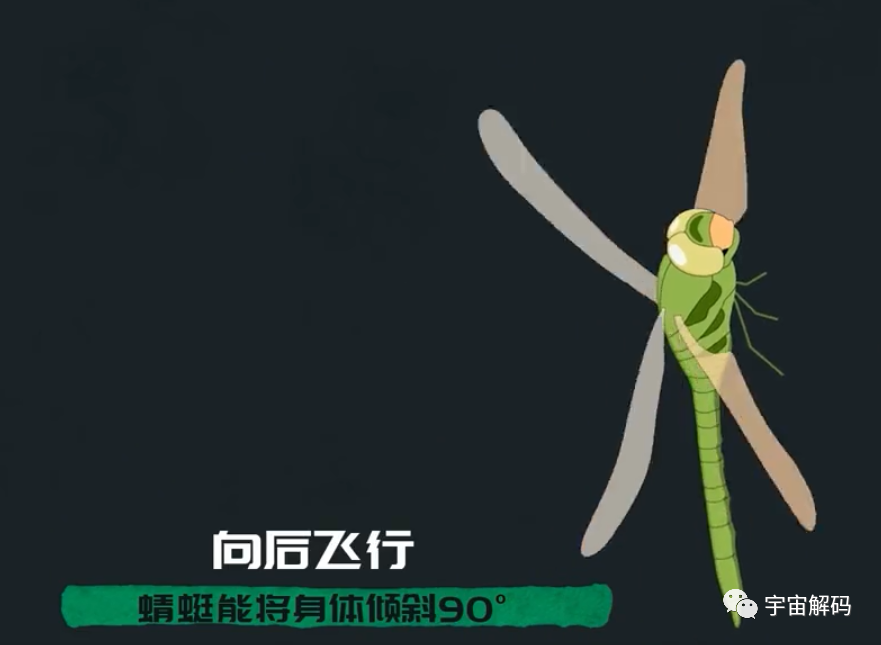 为何总是有人说「蜻蜓」不是地球上的生物