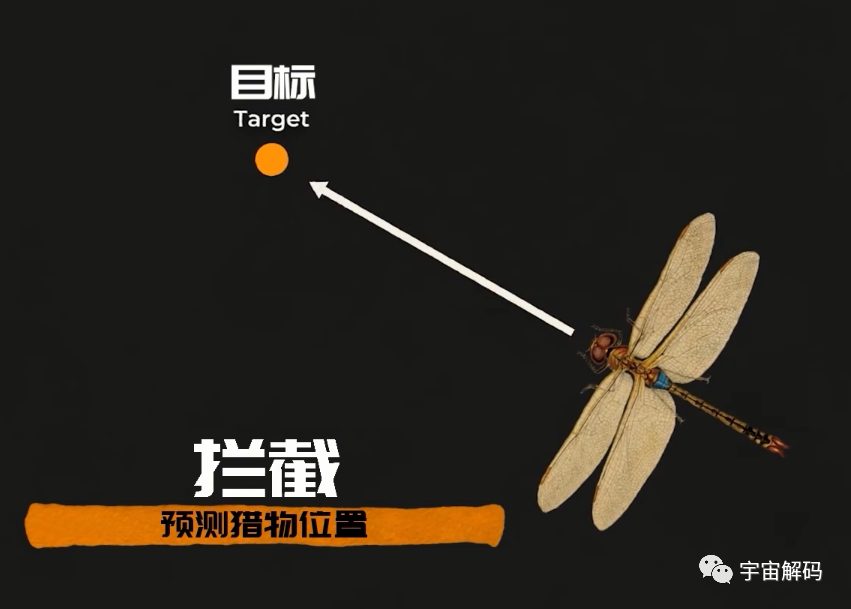 为何总是有人说「蜻蜓」不是地球上的生物