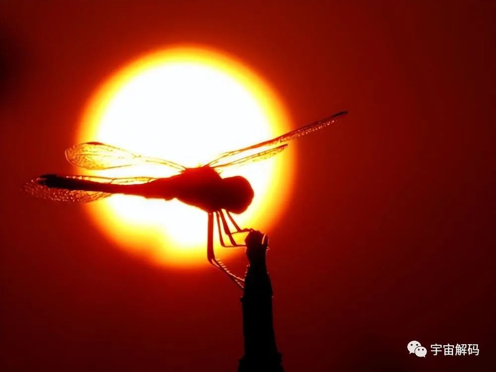 为何总是有人说「蜻蜓」不是地球上的生物