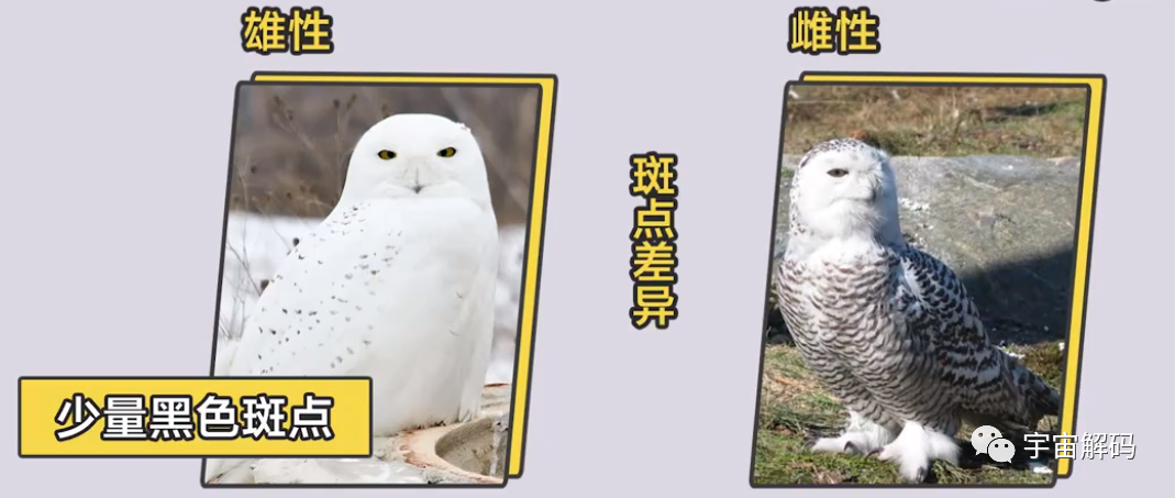 我国罕见的猛禽，一年吃掉老鼠1700只，用鼠类尸体堆成巢穴