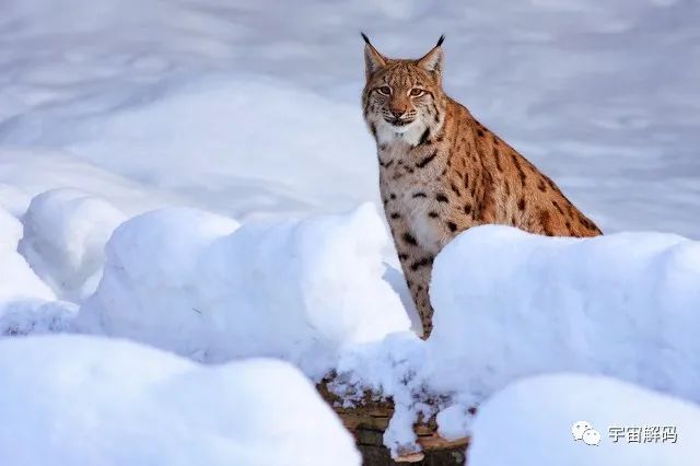 狼这样凶猛的动物竟然也有天敌，它把狼克得死死的