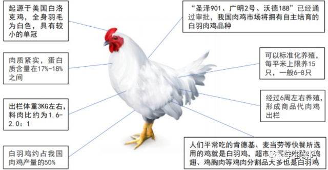 国内每年消耗200多亿只鸡爪，从何而来呢？