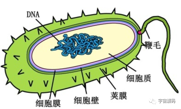 国内每年消耗200多亿只鸡爪，从何而来呢？