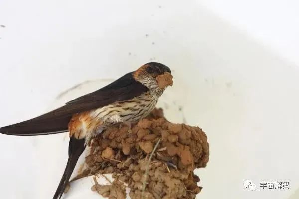 燕子并不会在每家的房檐下垒窝，它是如何判断呢？