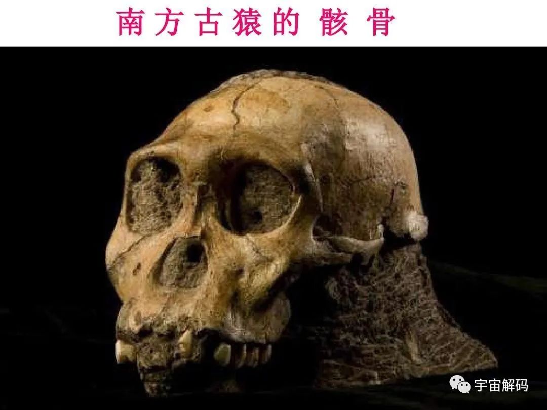 人类进化过程中，不合常理的事件