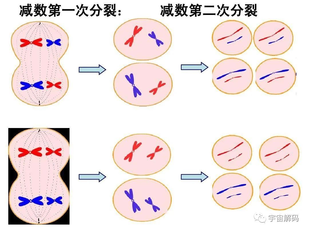 人类进化过程中，不合常理的事件