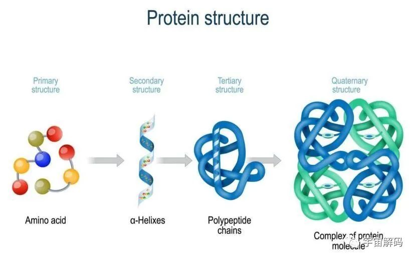 重新从底层设计蛋白质，科学家做到了，造出异形不再遥远