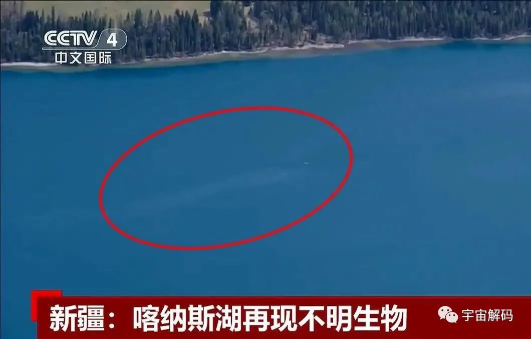喀纳斯湖发现水怪，参照物对比长100米，传说吃牛羊