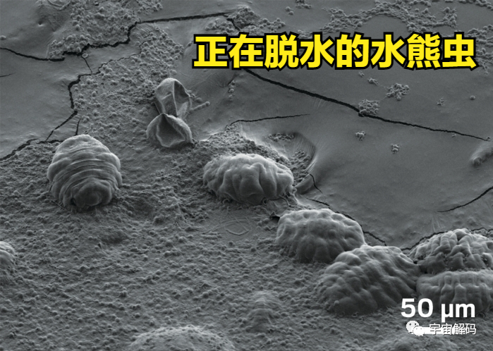 《三体》中的人体脱水技术，真的可以实现吗？地球就有这种生物