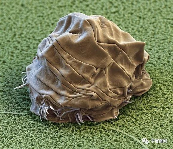 《三体》中的人体脱水技术，真的可以实现吗？地球就有这种生物