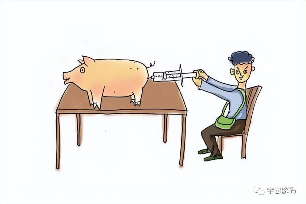 猪肉为何没有以前的好吃了？