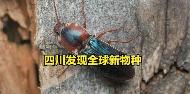 四川发现新物种！全球首现！
