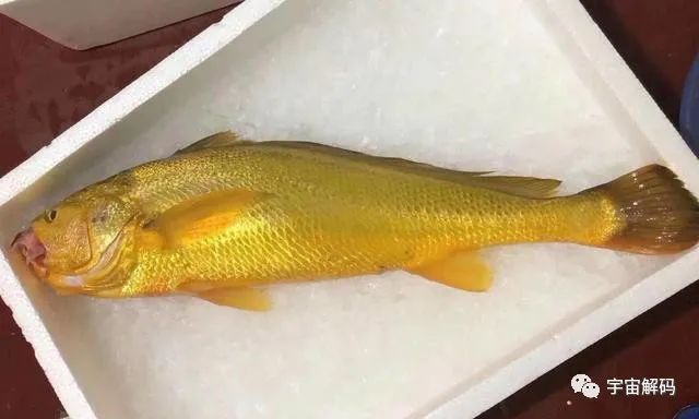 中国最好吃也是最贵的十大顶级食材