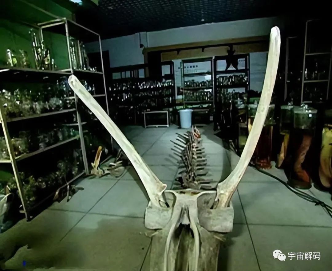 为什么十二生肖里会有龙这个不存在的物种，难道古时真的有龙这个生物吗？