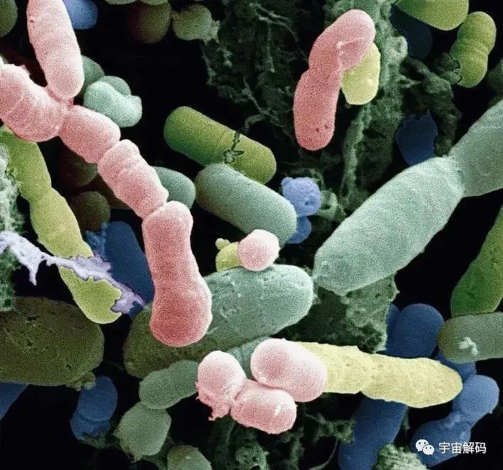 小小的微生物放大了竟然如此可怕——显微镜下的微型生物