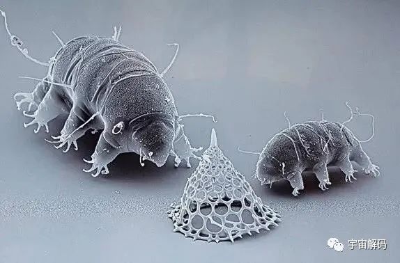 小小的微生物放大了竟然如此可怕——显微镜下的微型生物