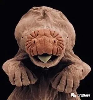 小小的微生物放大了竟然如此可怕——显微镜下的微型生物