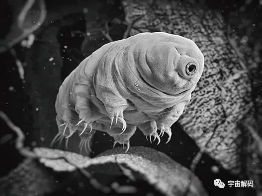 小小的微生物放大了竟然如此可怕——显微镜下的微型生物