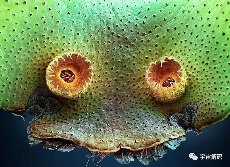 小小的微生物放大了竟然如此可怕——显微镜下的微型生物