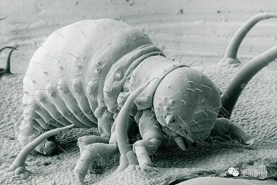 小小的微生物放大了竟然如此可怕——显微镜下的微型生物