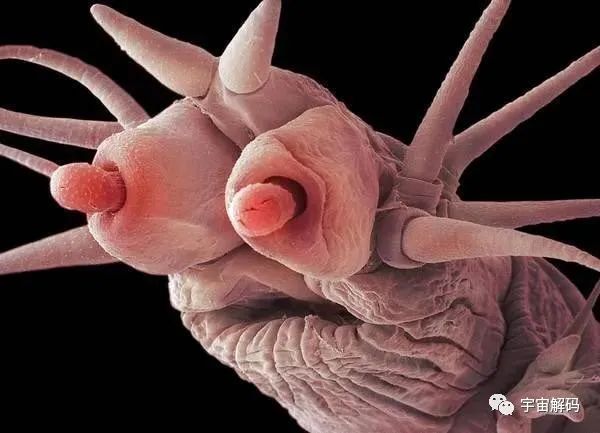 小小的微生物放大了竟然如此可怕——显微镜下的微型生物