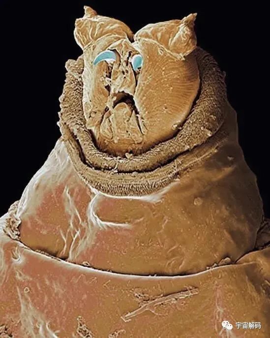 小小的微生物放大了竟然如此可怕——显微镜下的微型生物
