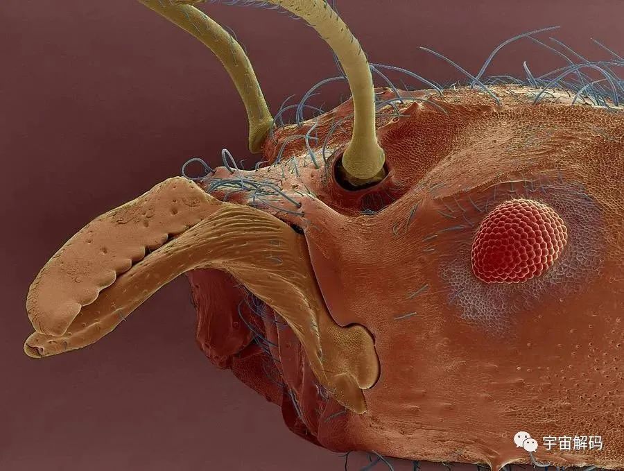 小小的微生物放大了竟然如此可怕——显微镜下的微型生物