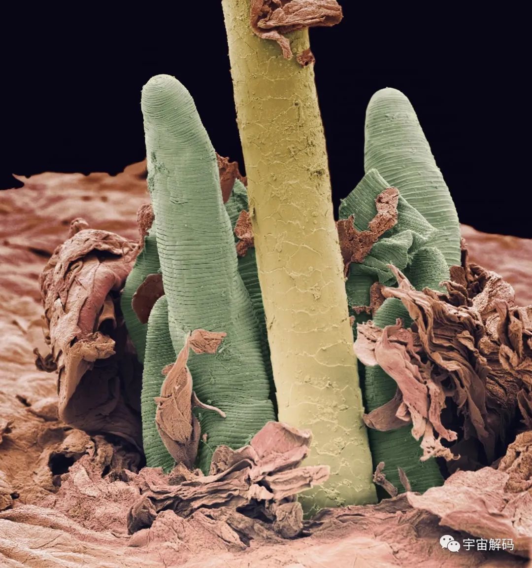小小的微生物放大了竟然如此可怕——显微镜下的微型生物