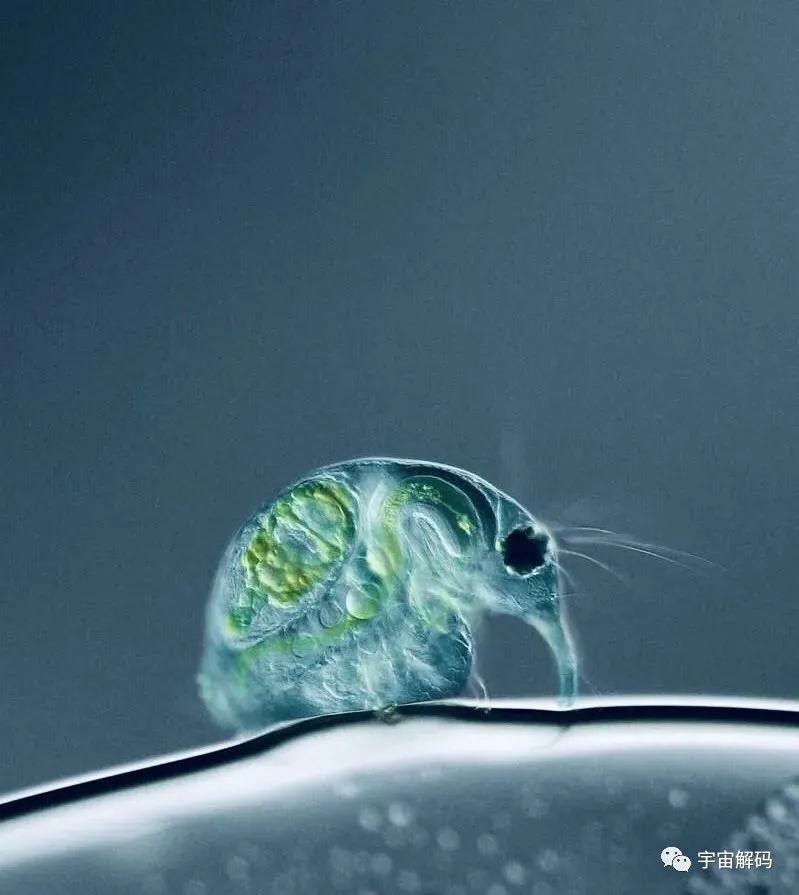 小小的微生物放大了竟然如此可怕——显微镜下的微型生物