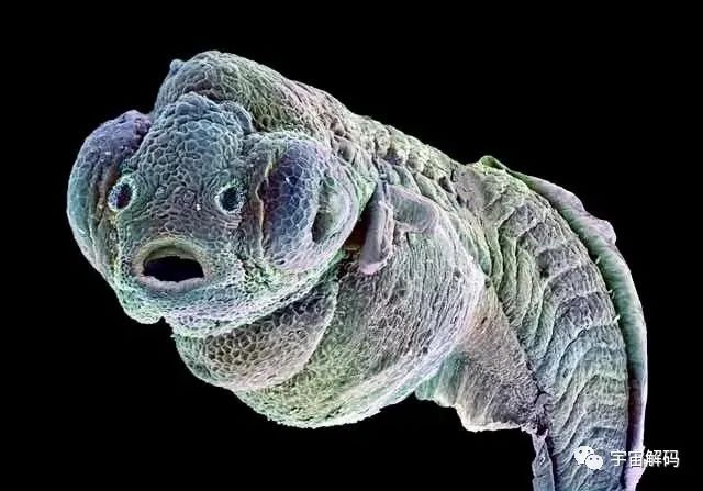 小小的微生物放大了竟然如此可怕——显微镜下的微型生物