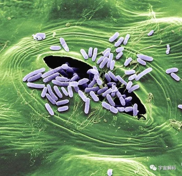 小小的微生物放大了竟然如此可怕——显微镜下的微型生物