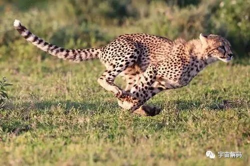 猎豹和凯门鳄谁更厉害？