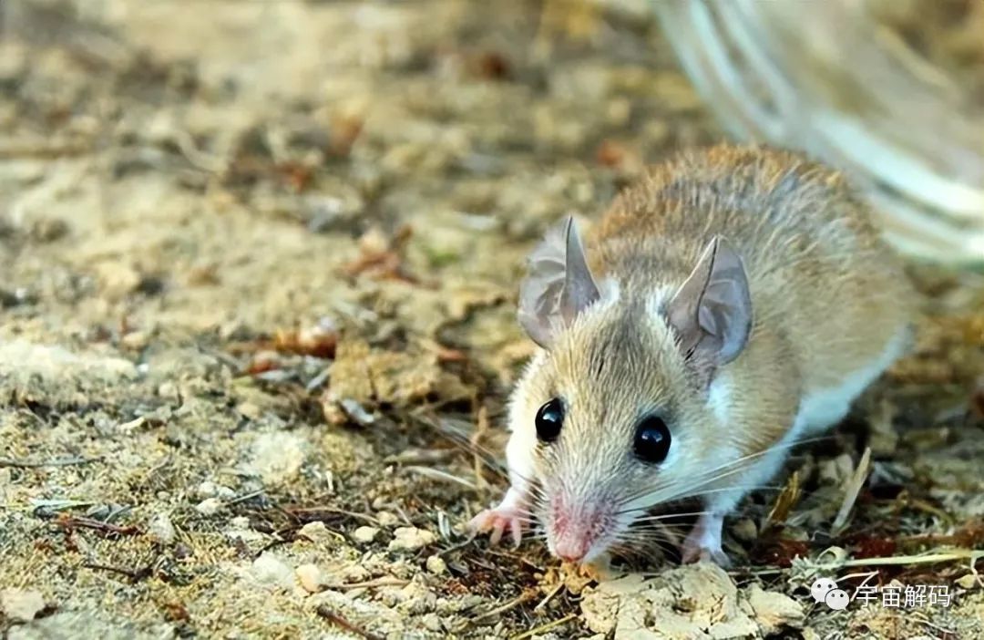 盘点6种近乎永生的生物，最后一个去头能活，不死之身真的存在？
