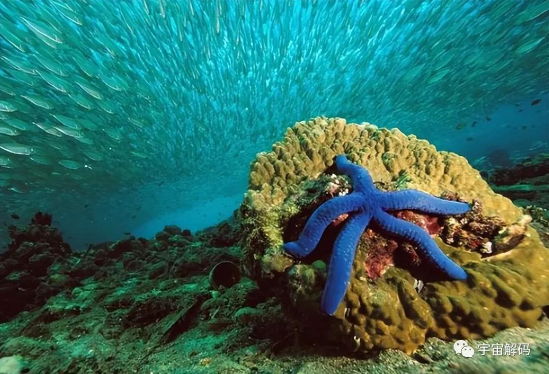 盘点6种近乎永生的生物，最后一个去头能活，不死之身真的存在？