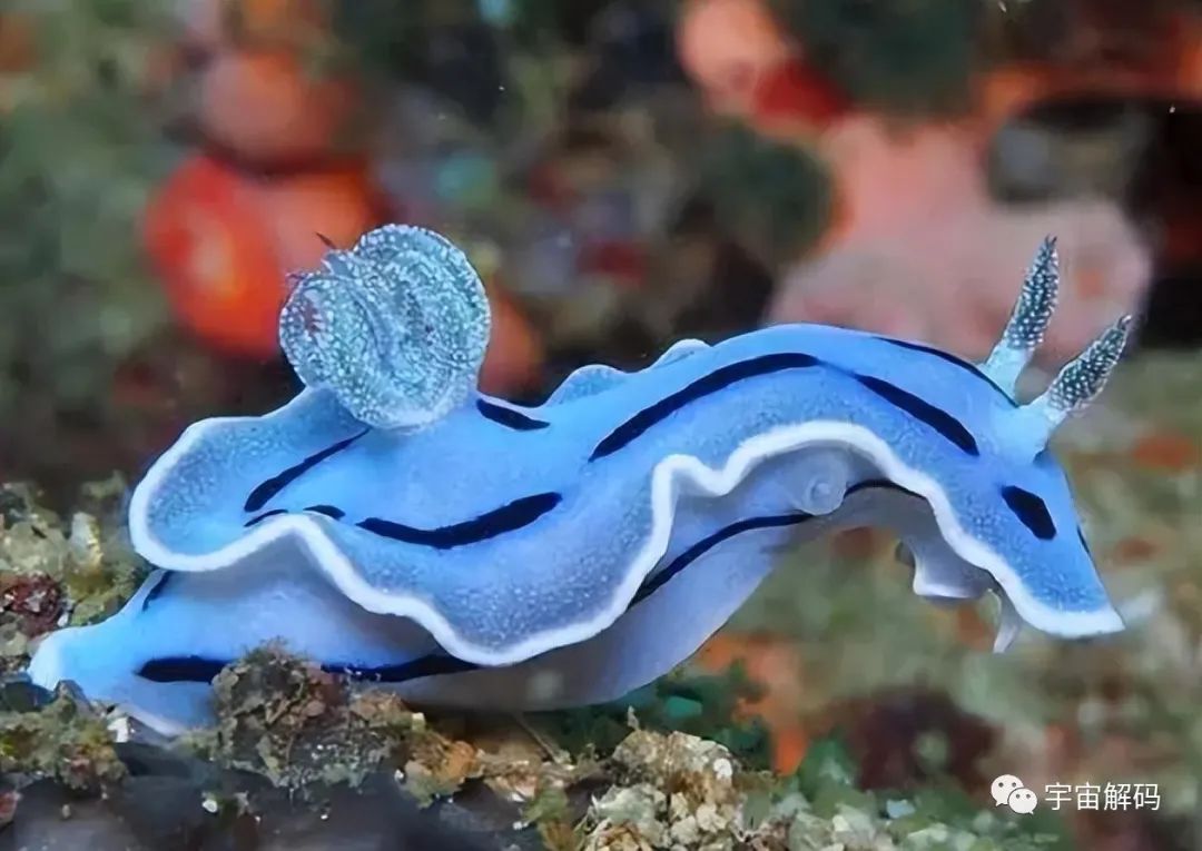盘点6种近乎永生的生物，最后一个去头能活，不死之身真的存在？