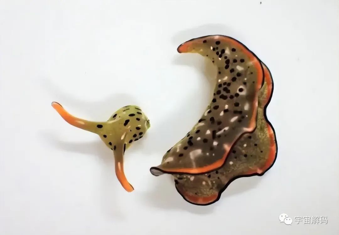 盘点6种近乎永生的生物，最后一个去头能活，不死之身真的存在？