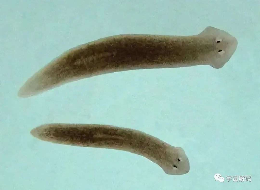 盘点6种近乎永生的生物，最后一个去头能活，不死之身真的存在？