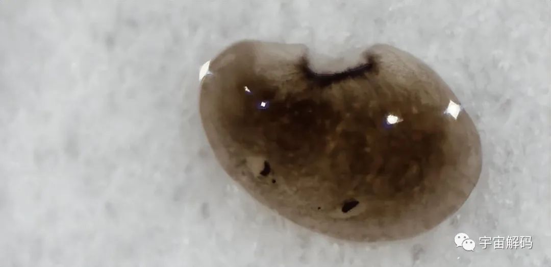 盘点6种近乎永生的生物，最后一个去头能活，不死之身真的存在？