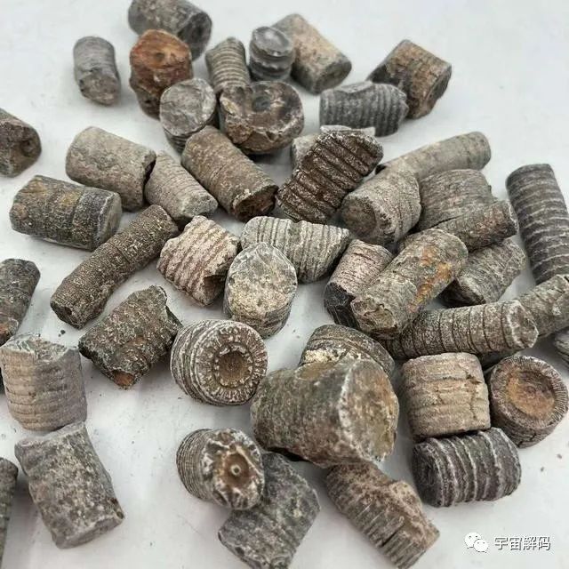 一颗“螺丝”镶嵌在石块中，距今3亿年？揭开一个史前的巅峰时代