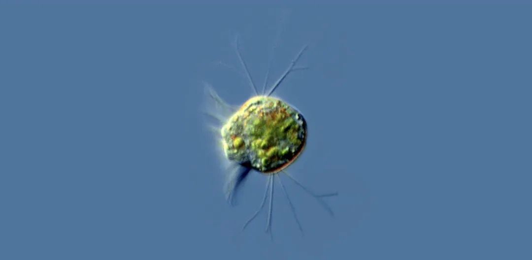 首次发现！科学家找到专吃病毒的生物