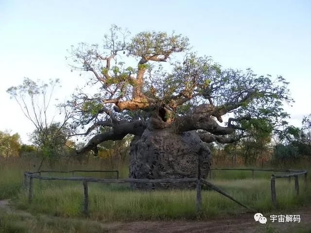 可存活5000年的猴面包树，能吃能喝又能住，引进中国却大变样